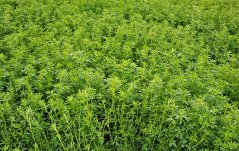 Vojtěška setá Giulia