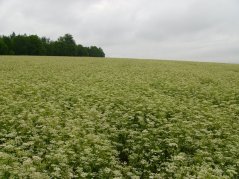 Kmín kořenný Kamín