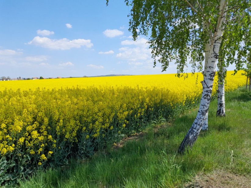 Řepka ozimá Sněžka - Mořidlo: Scenic Gold