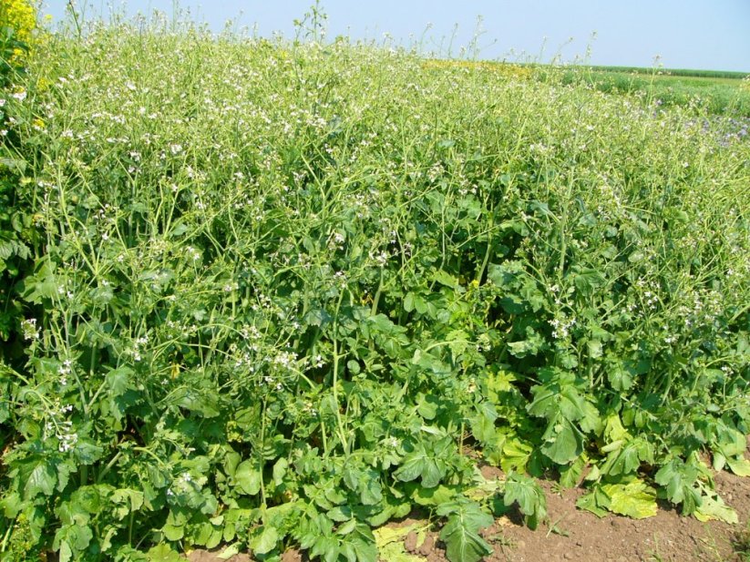Ředkev olejná ROMESA - Typ balení: papírový pytel 25kg