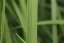 festulolium NEREZ