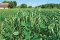 jetelotravní směs na ornou půdu