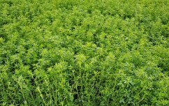 Vojtěška setá Giulia